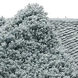 Kerek szőnyeg - Combarro Solid Cotton Shaggy (világoskék)