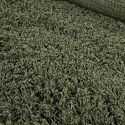 Shaggy szőnyeg - Fassale Hand Woven Wool Shaggy (moha zöld)