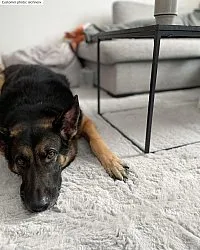 Shaggy szőnyeg - Cloud Super Soft (szürke)