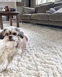 Shaggy szőnyeg - Stettin (offwhite)